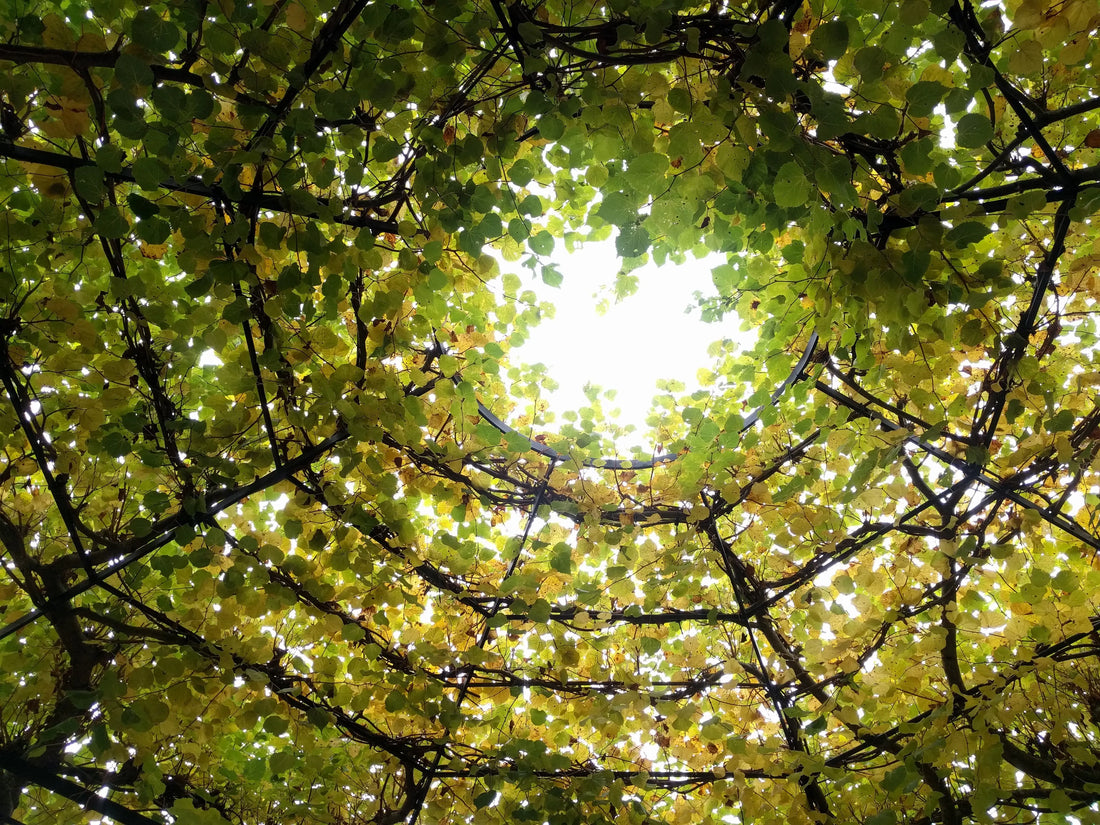 Intuition-For-an-authentic-holistic-life.-By-Hannah-Kewley Holistic Kitchen